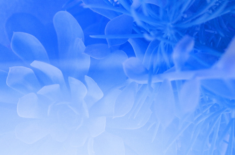 blue, animals in the wild, succulent, flower, plants, crystal, succulents, plant, purple, apparel, backgrounds, feather boa, close-up, scarf, animal wildlife
