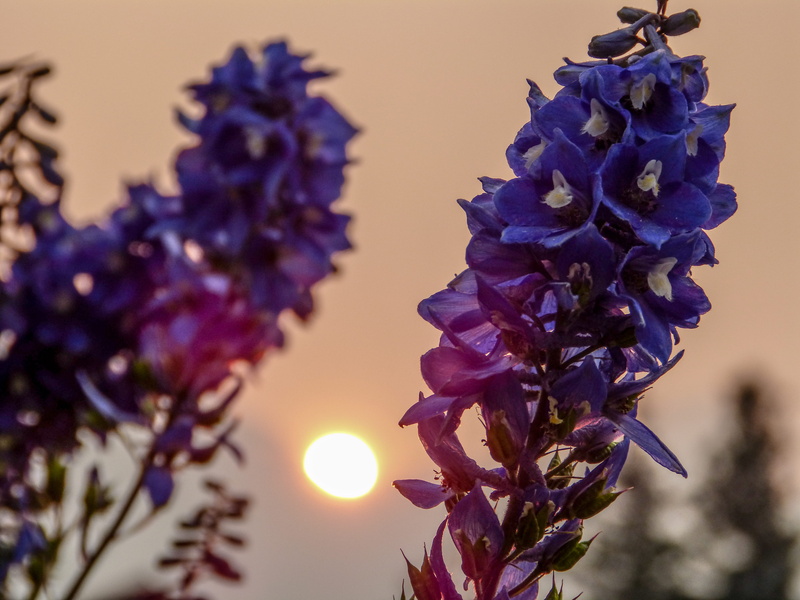 canmore, alberta, sunshine, growth, sunset, focus on foreground, sun, canada, smoke, flowering plant, selective focus, purple, freshness, inflorescence