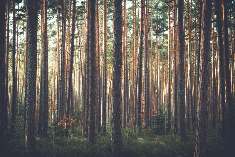 1080P, growth, tree, day, woodland, non-urban scene, tranquil scene, beauty in nature, pine woodland, plant, tree trunk, outdoors, pine, environment, bamboo - plant