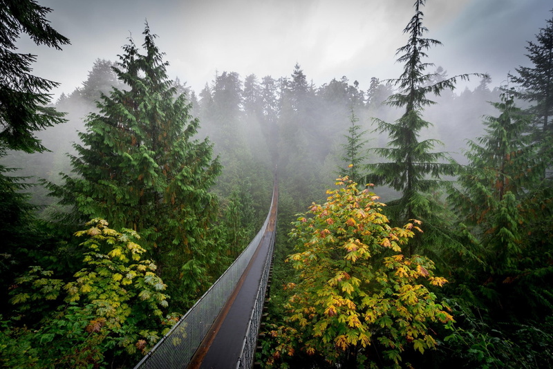 pine trees, forest, 1080P