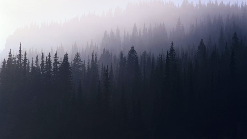non-urban scene, land, sky, landscape, pine trees, plant, pine tree, environment, 1080P, mist, tranquil scene, fog, coniferous tree, silhouette, pine woodland