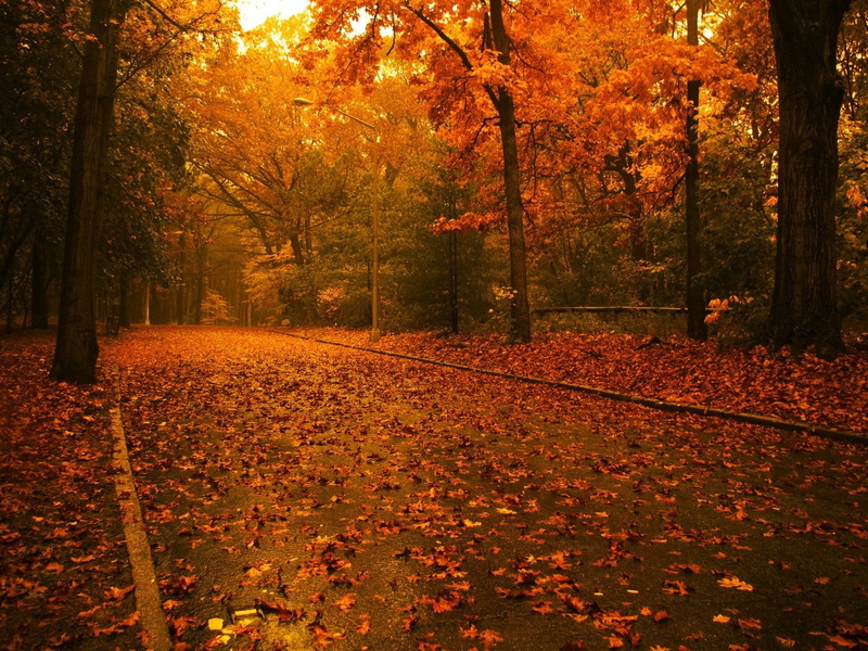 wooden, bright, colors, plant part, footpath, natural condition, tranquil Scene, brown, no People, asphalt, land, wood, growth, non-Urban Scene, multi Colored