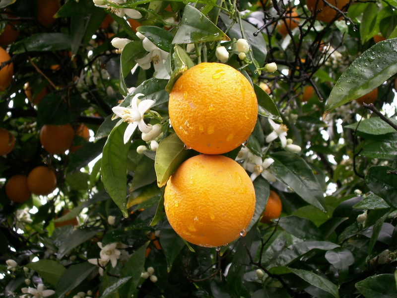 orange blossoms, nature and landscapes, orange, 1080P, oranges, rain, nature, fruit