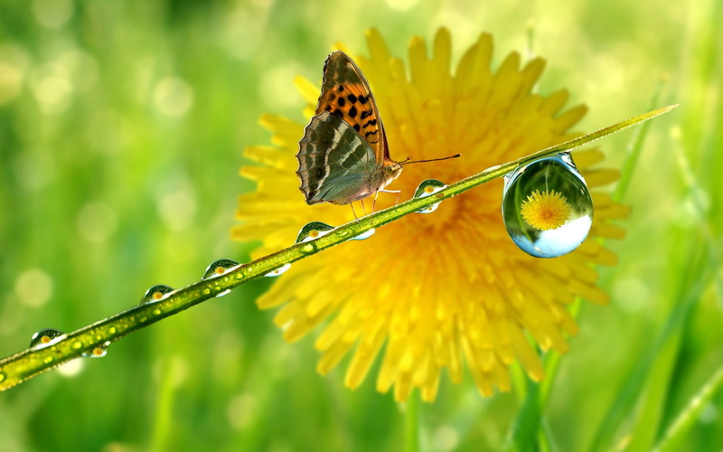 Drops, 1080P, Rain, Butterfly