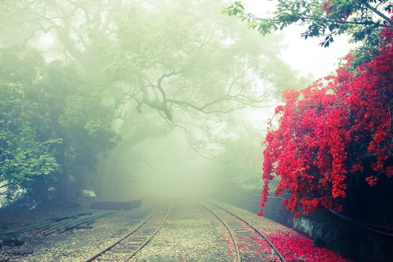 treelined, plants, outdoors, hazy, railroad track, forest, nature, murky, foggy, tranquility, transportation, beauty in nature, misty, guidance, daylight