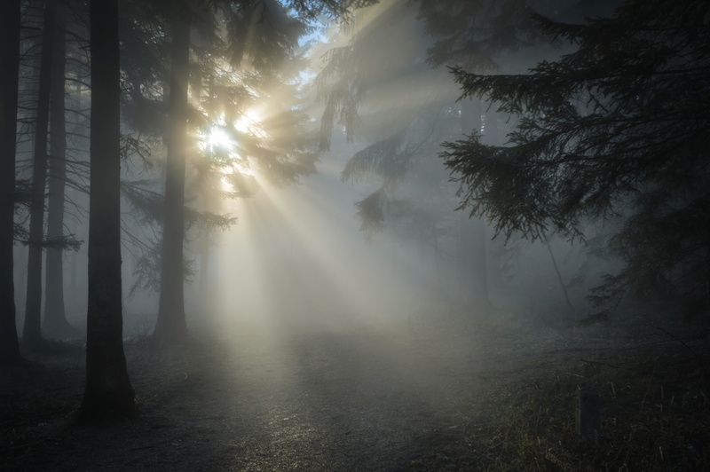 hazy, beauty in nature, sun, mist, plant, dark, tree, misty, foggy, tranquil scene, conifers, no people, growth, 2K, streaming, non-urban scene, day, forest