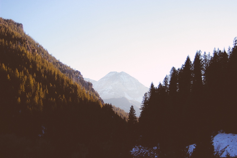 tree, environment, coniferous tree, forest, plant, fir trees, tranquility, idyllic, daylight, foggy, woodland, land, sky, no people, scenic, murky, snowcapped mountain