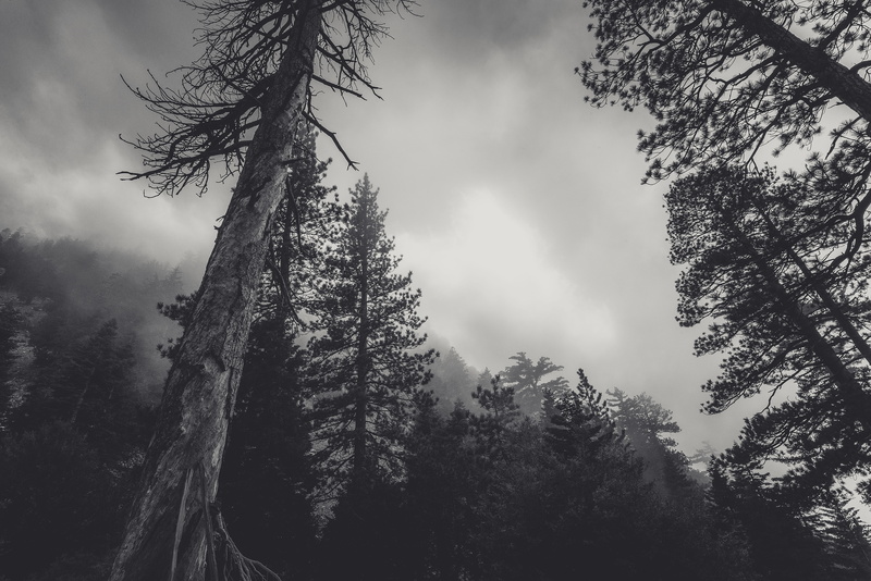 mysterious, wilderness, scenics - nature, conifers, tranquility, non-urban scene, sky, scary, misty, no people, pinaceae, woods, murky, gloomy, growth