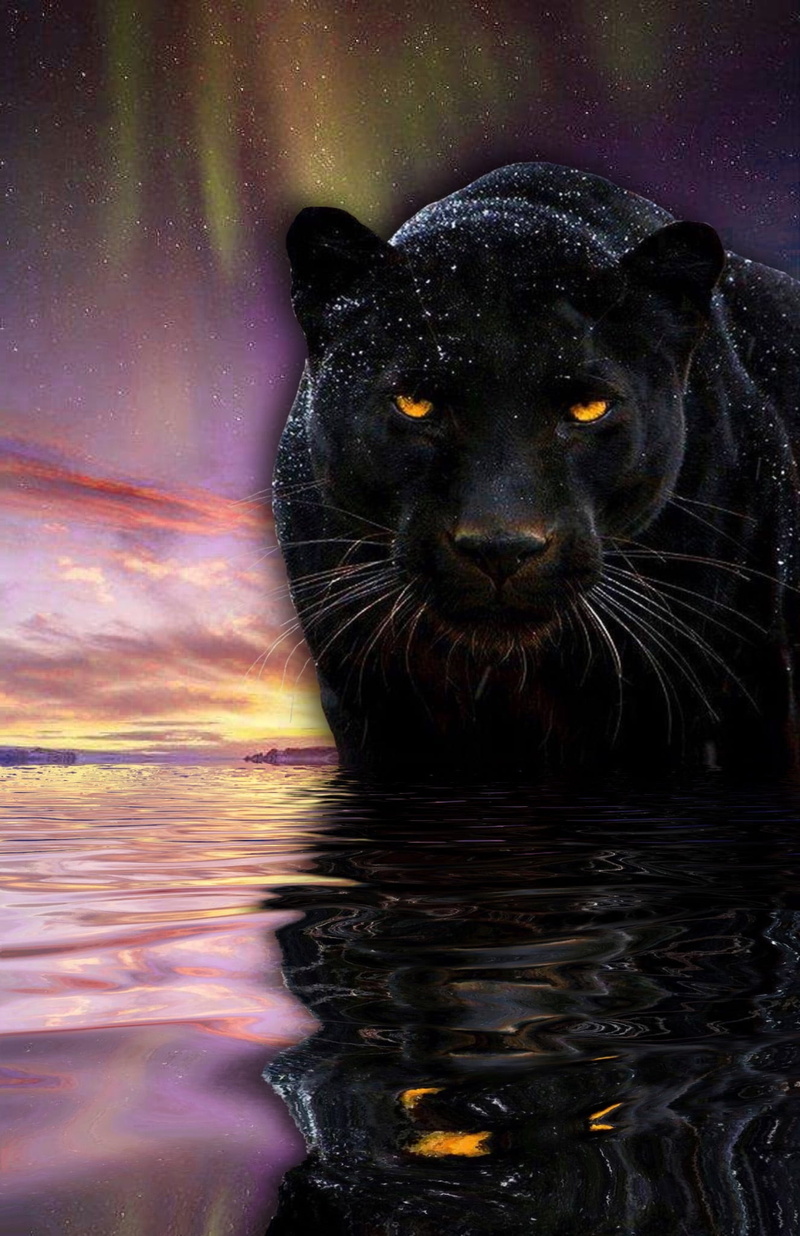 mammal, animals in the wild, portrait, animal wildlife, nature, cat, animal, no people, 1080P, looking at camera, water, panther, animal themes, outdoors