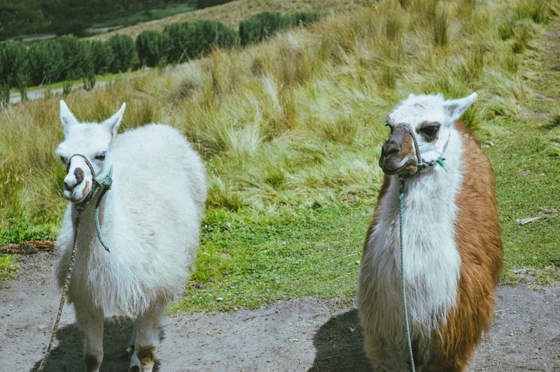 white color, 5K, domestic animals, land, animal themes, ecuador, field, domestic, group of animals, plant, livestock, herbivorous, day, animal, vertebrate