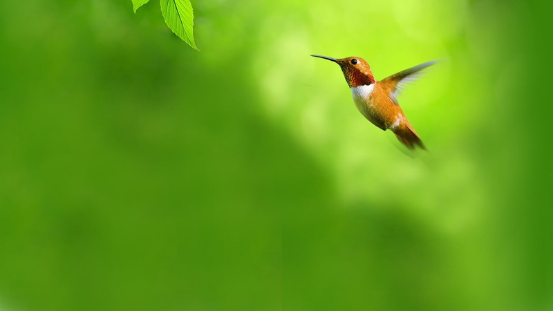 animal, plant, birds, Web, bird, day, animal wildlife, Flying, beauty in nature, hummingbird, green color, outdoors, nature, one animal, focus on foreground