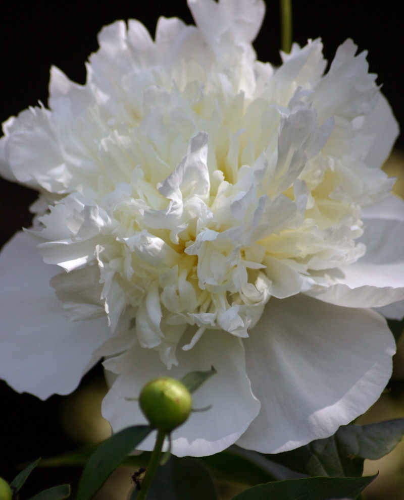 growth, single, Flower, Summer, black background, focus on foreground, flower arrangement, flower Head, china, white color, Bloom, Spring, indiana, Peony