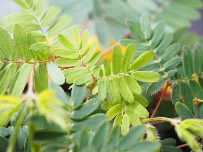focus on foreground, food and drink, plant, semi shrub, nature, mimosa pudica, plant part, full frame, freshness, no people, fabaceae, bashful sensitive plant