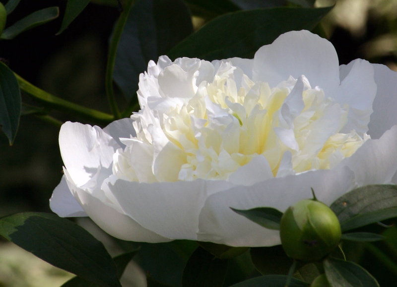 vulnerability, leaf, botanic, fortune, beauty in nature, peony, flower, garden, day, indiana, delicate, perennial, blossom, springtime, closeup, prosperity