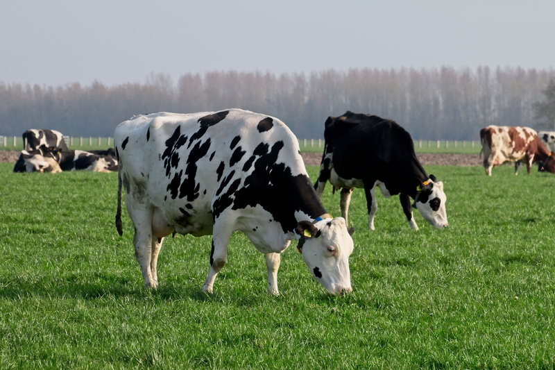herkauwer, group of animals, cow, domestic cattle, farm, cattle, browser, animal themes, domestic, no people, agriculture, land, brown, meadow, plant, animals