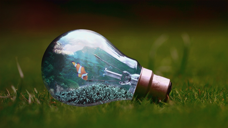 airtight, themed, plant, coral, clownfish, single object, environmental issues, digital composite, close-up, green color, sustainable resources, environmental conservation