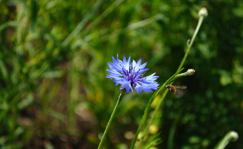 wildflower, flower head, pollination, Nature, no people, insects, focus on foreground, 2K, day, plant, Flowers, inflorescence, flower, pollen, freshness