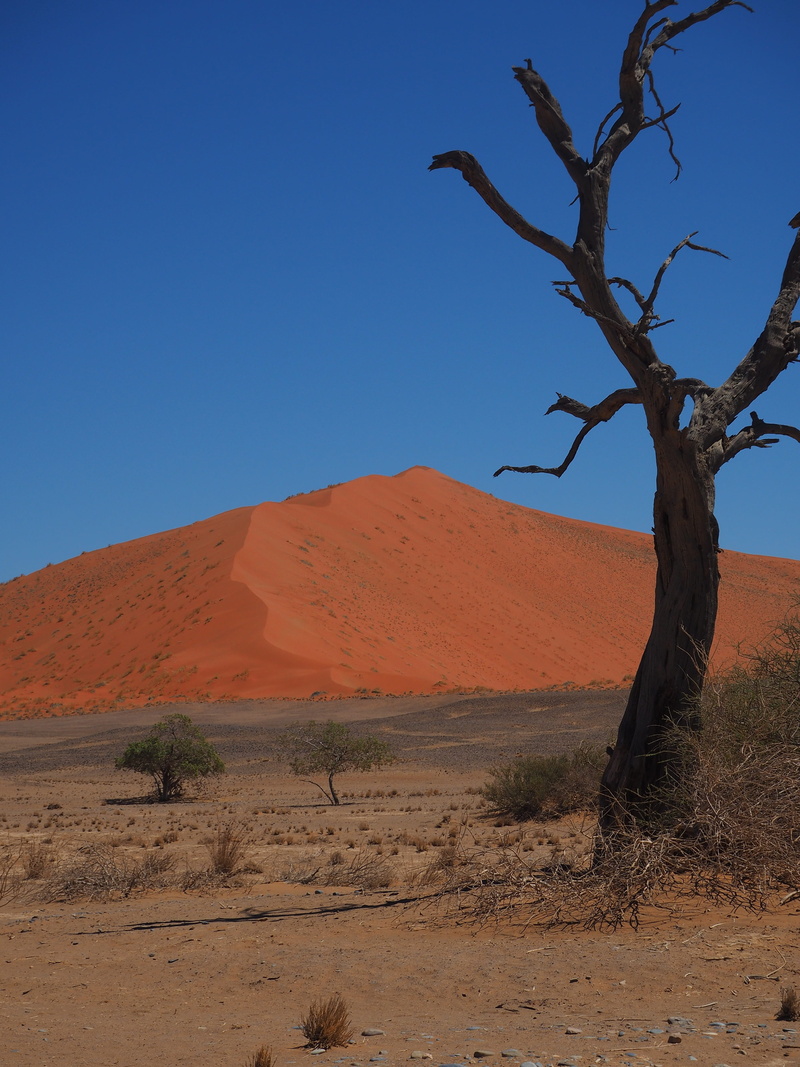 tranquil scene, remote, sand, environment, beauty in nature, nature, sky, landscape, dead plant, tranquility, no people, arid climate, plant, desert, non-urban scene