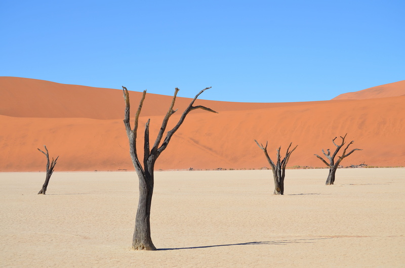 brown, beauty in nature, environment, 4K, tranquil scene, landscape, tree, roter sand, atmospheric, desert, sky, land, tranquility, bark, dead plant, non-urban scene