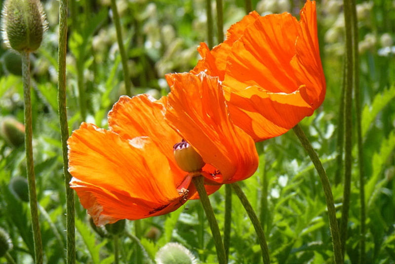 beauty in nature, mohnblume, garten, flower, orange, Mohn, invertebrate, insect, poppy, animal wildlife, pollination, Roter, flower head, nature, flowering plant