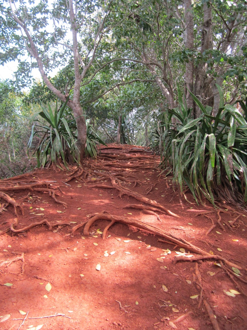 tree, trunk, land, tropical, non-urban scene, growth, the way forward, tranquility, plant part, earth tones, outdoors, leaf, direction, roter sand, nature