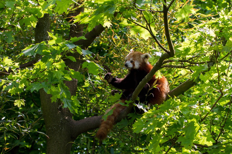 animal themes, leaf, animal wildlife, Panda, growth, no people, animals in the wild, plant, outdoors, green color, one animal, plant part, primate, roter
