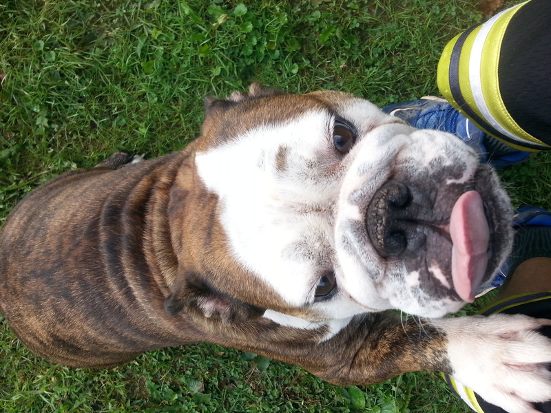 animal head, domestic animals, mammal, canine, no people, dog, bella sue, plant, english bulldog, land, day, nature, 2K, grass, close-up, field, animal