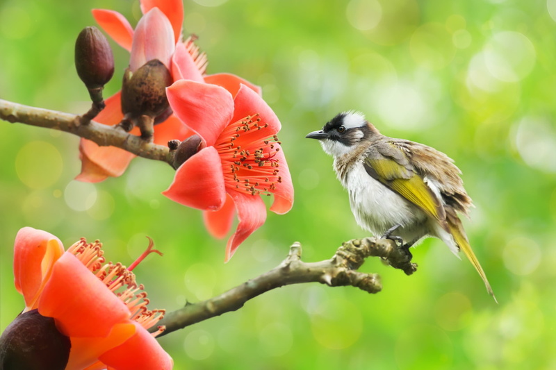 tropics, 1080P, Bulbul, bokeh, branches, cotton tree, Sue Hsu, nature, bird, flowers