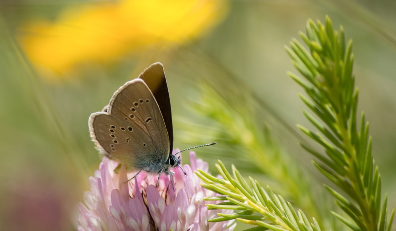 bokeh, fauna, macro, protection of species, animal, nature conservation, biodiversity, mountains, alpine, close-up, pink, rarely, one animal, insect, animals in the wild