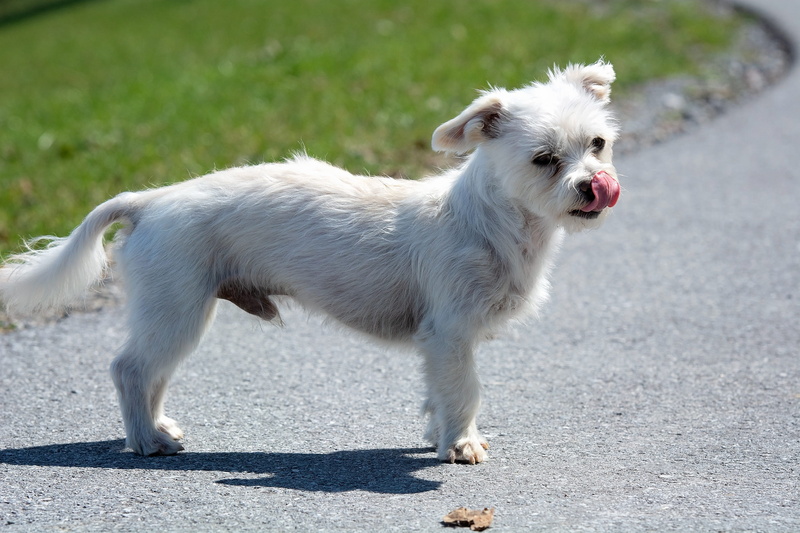mouth open, nature, mammal, white, kleiner, one animal, 2K, domestic animals, hybrid, no people, standing, pets, dog, animal, domestic, lap dog, day, canine
