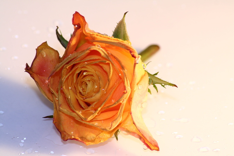 love, drop of water, inflorescence, beauty in nature, petals, rose - flower, beauty, freshness, studio shot, flower head, bloom, drip, flower, wedding
