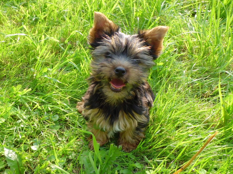 growth, mouth open, no people, green color, vertebrate, 2K, kleiner, alone, animal, puppy, one animal, dog, grass, animal themes, trusting, portrait, canine