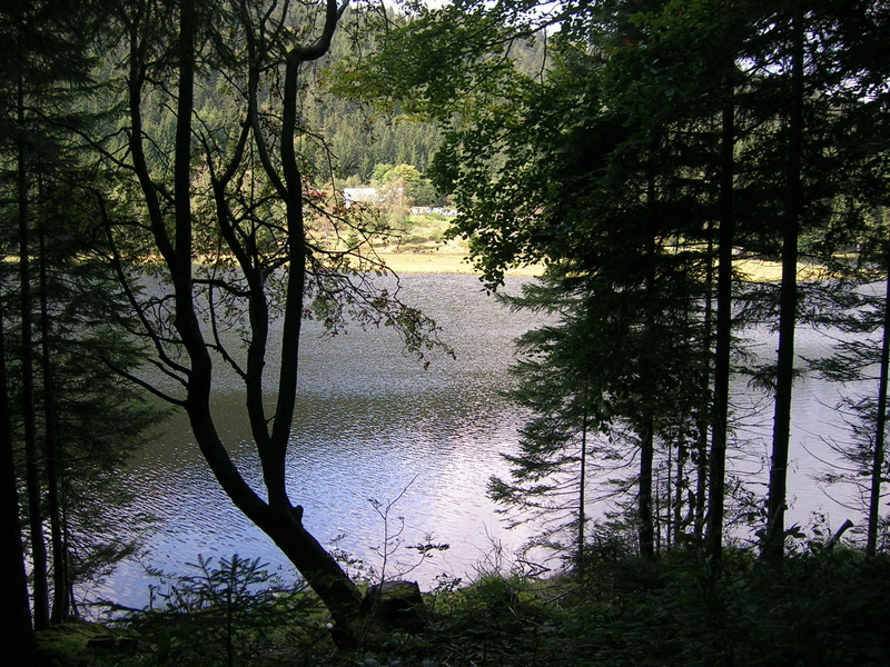 reflection, outdoors, day, nature, woodland, no people, lake, idyllic, plant, hiking, tranquil scene, beauty in nature, growth, tranquility, coniferous tree