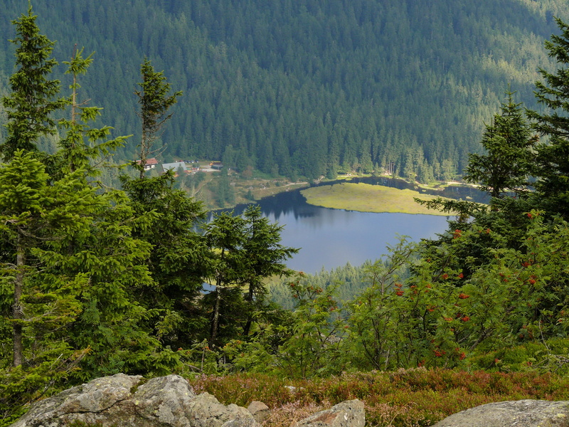 idyllic, green color, great arber, mountain, arbersee, 2K, outdoors, bergsee, beauty in nature, tranquility, mountains, forest, no people, day, land, plant