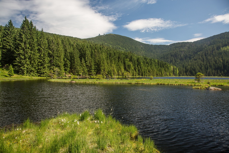 non-urban scene, scenics - nature, bergsee, lake, tree, beauty in nature, pine tree, growth, arber, idyllic, tranquil scene, coniferous tree, plant, no people