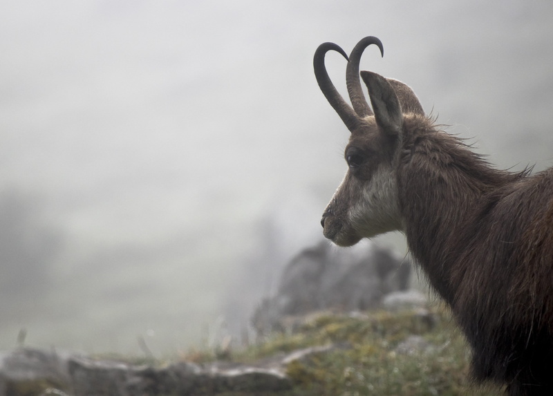 animal wildlife, mammal, pets, myths, natur, herbivorous, fog, kleiner mythen, domestic, animals in the wild, big myths, alps, vertebrate, side view, berge