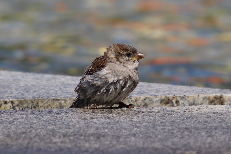 songbird, close-up, selective focus, 2K, feather, full length, day, nature, sparrow, sperling, photo, house sparrow, side view, focus, animals in the wild