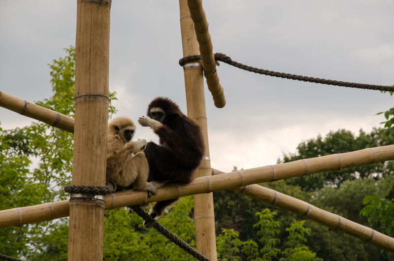 mammal, pole, animal themes, rope, one animal, animal, outdoors, berlin, animals in the wild, hanging, day, tree, ape, primate, vertebrate, zoo, sitting