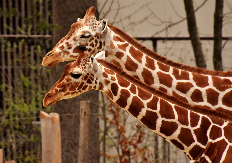 focus on foreground, giraffes, animal portrait, animals in the wild, tierpark hellabrunn, animal body part, animals in captivity, animal neck, wild animal