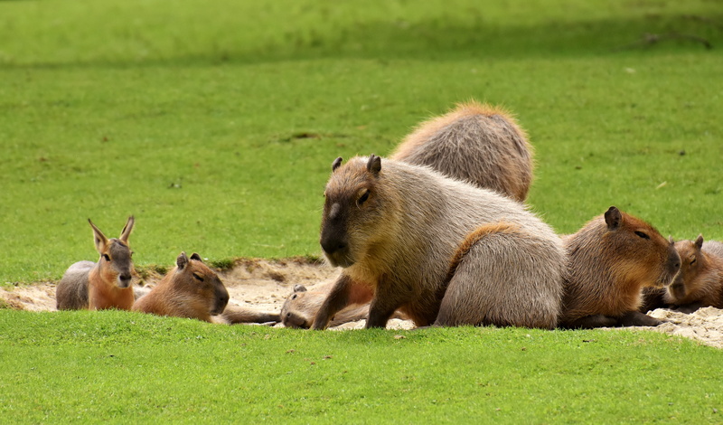 animals in the wild, no people, animal world, 5K, water pigs, togetherness, wild animal, nature, field, grass, capybara, vertebrate, outdoors, herbivorous