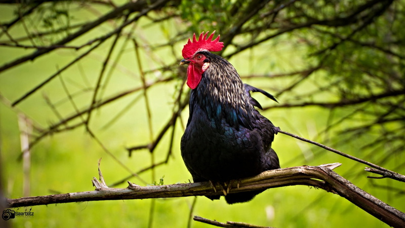 black rooster, feather, Saarland, cockerel, agriculture, chicken - Bird, Germany, Enjoy, outdoors, bird, black, 1080P, trunk, animal, gray, Canon, livestock