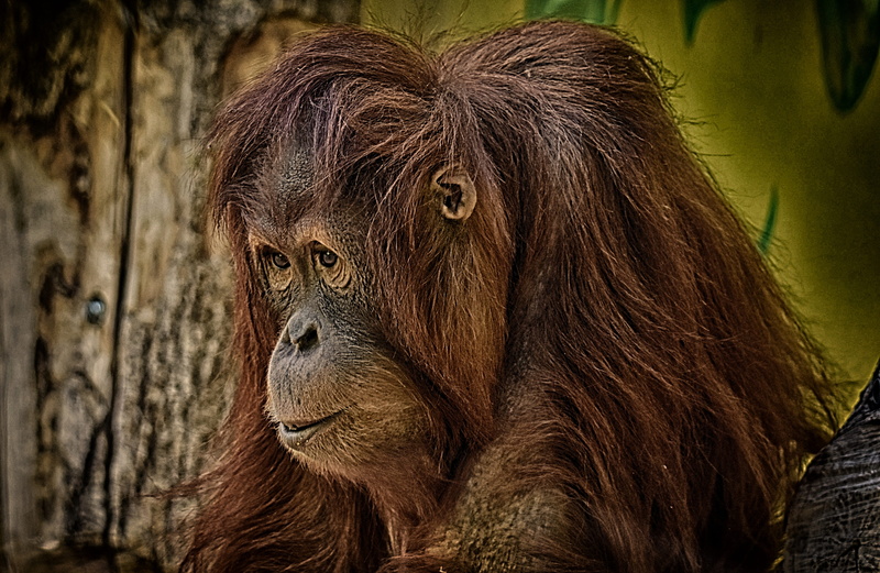 hair, looking away, primate, no people, cute, funny, orang utan, furry, monkey, focus on foreground, animals in the wild, mammal, vertebrate, one animal