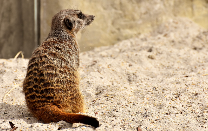 portrait, looking, zoo, outdoors, animal wildlife, animal themes, meerkat, fur, charming, day, solid, focus on foreground, land, nature, no people, one animal
