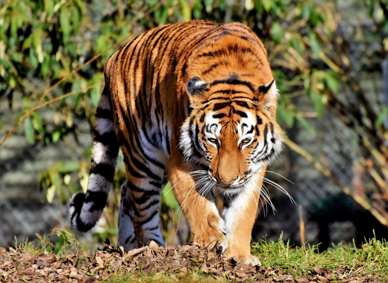 day, endangered species, animal world, animal wildlife, nature, tierpark hellabrunn, whisker, vertebrate, no people, tiger head, wildcat, noble, animals in the wild
