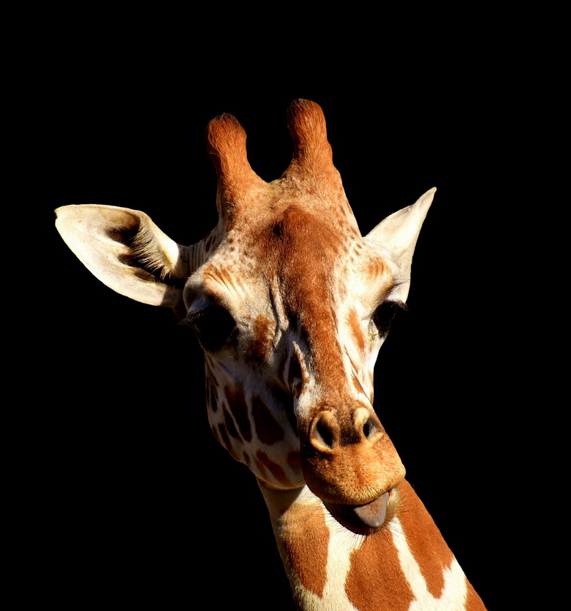 one animal, animal head, animal body part, black background, portrait, cheeky, herbivorous, animals in the wild, animal neck, giraffe, horned, mammal, animal eye
