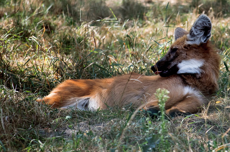 no people, plant, field, outdoors, dog, grass, land, animal, one animal, wolf, zoo, domestic animals, domestic, animal world, maned wolf, predator, pets