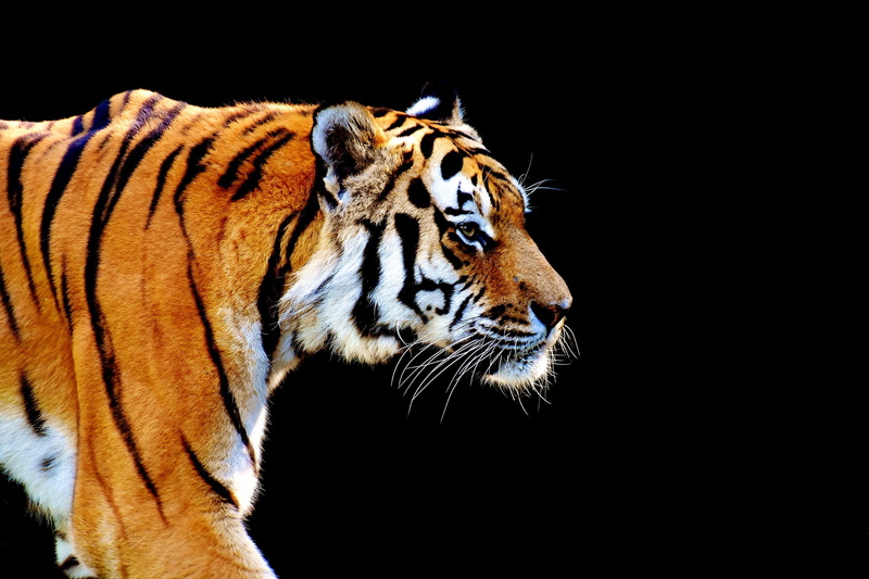 Fur, wildlife photography, close, Predator, no people, animal themes, animal head, big cat, orange, copy space, black background, Tiger, black, animal