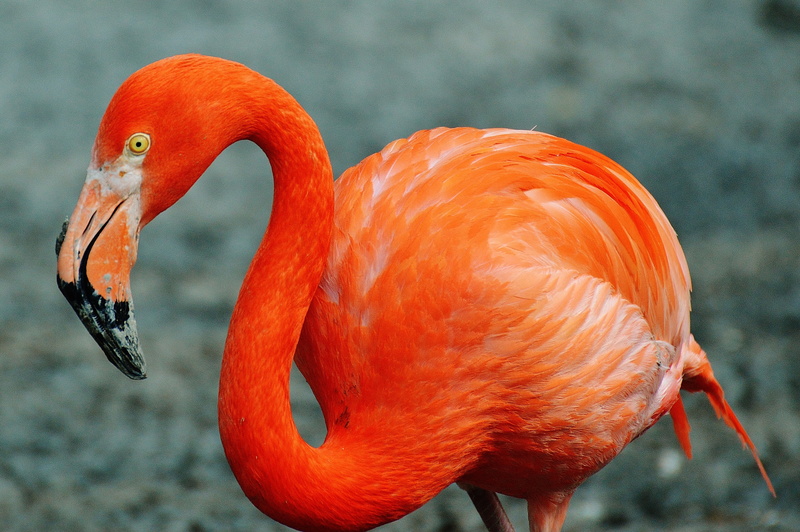 bird, animal themes, animal body part, vertebrate, photo, orange color, animal eye, animals in the wild, animal, animal wildlife, day, outdoors, no people