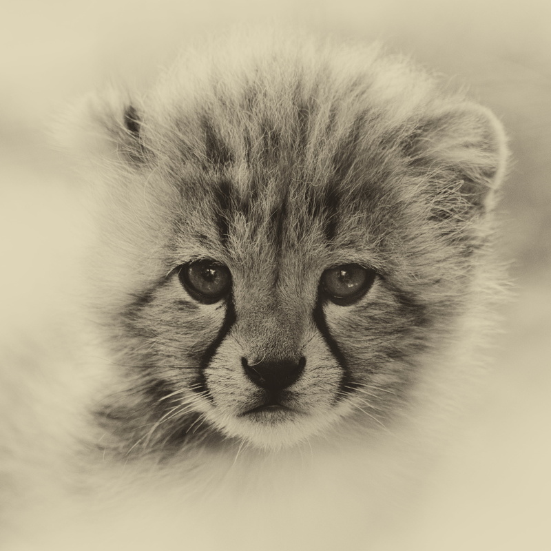 2K, fur, nature, cubs, lion, undomesticated Cat, zoo, domestic Cat, cute, feline, carnivore, raubtier, kitten, nikon  d7000, predator, mammal, tierpark