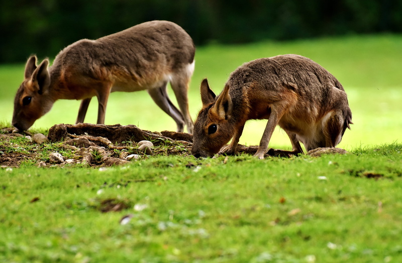 mammal, animal wildlife, land, domestic animals, tierpark hellabrunn, group of animals, grazing, selective focus, plant, outdoors, grass, animal, 5K, deer